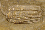 Fossil photos from Carboniferous in Alabama
