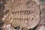 Fossil photos from Cambrian in Pennsylvania