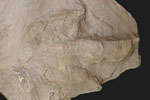 Fossil photos from Jurassic