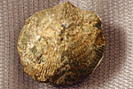 Fossil photos from Silurian in California