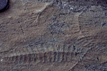 Provincial fossils from Newfoundland and Labrador