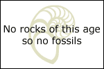 Fossil photos from Precambrian in Florida