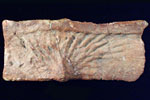 Fossil photos from 