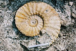 Fossil photos from Cretaceous in Mississippi