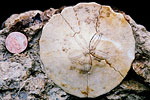 Fossil photos from Tertiary