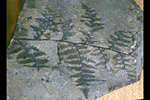 Fossil photos from Carboniferous in Oregon