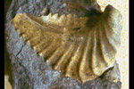 Fossil photos from Cretaceous in Oregon
