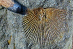 Fossil photos from Devonian in Virginia