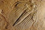 Fossil photos from Cambrian in British Columbia