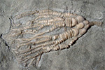 Fossil photos from Ordovician in Ontario