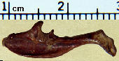 Scalopus aquaticus