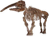 Eubelodon morrilli