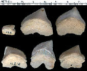 Squalicorax pristodontus