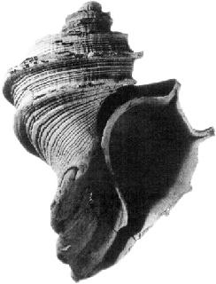 Ecphora tricostata