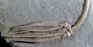 Parascytalocrinus validus