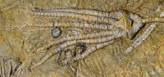 Phacelocrinus longidactylus