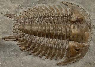 A trilobite from the Coborg Formation.