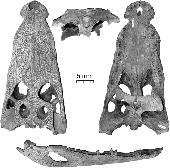 Leidyosuchus canadensis