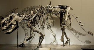 Pachyrhinosaurus