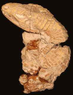 Peltosaurus granulosus