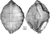Lophochelys niobrarae