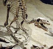 Dromaeosaur