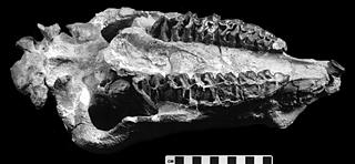 Diceratherium