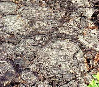 Stromatolite
