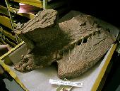 Anchisaurus polyzelus
