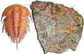 Trilobite fossil with reconstruction